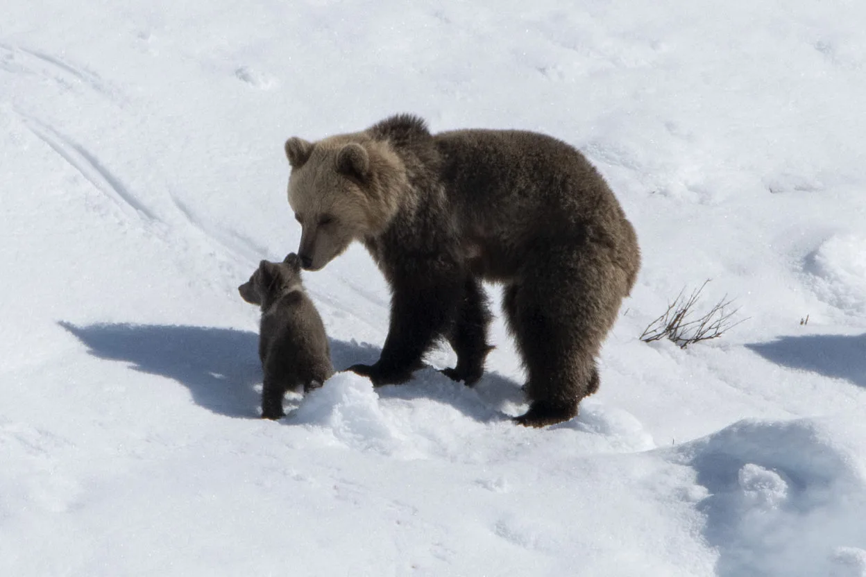AI NATURFOTO – bilde 1
