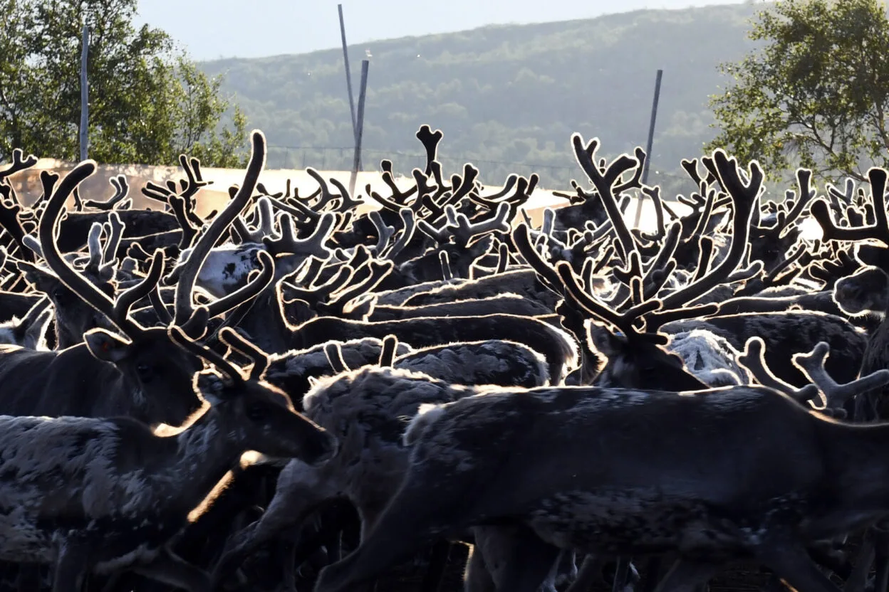 AI NATURFOTO – bilde 3