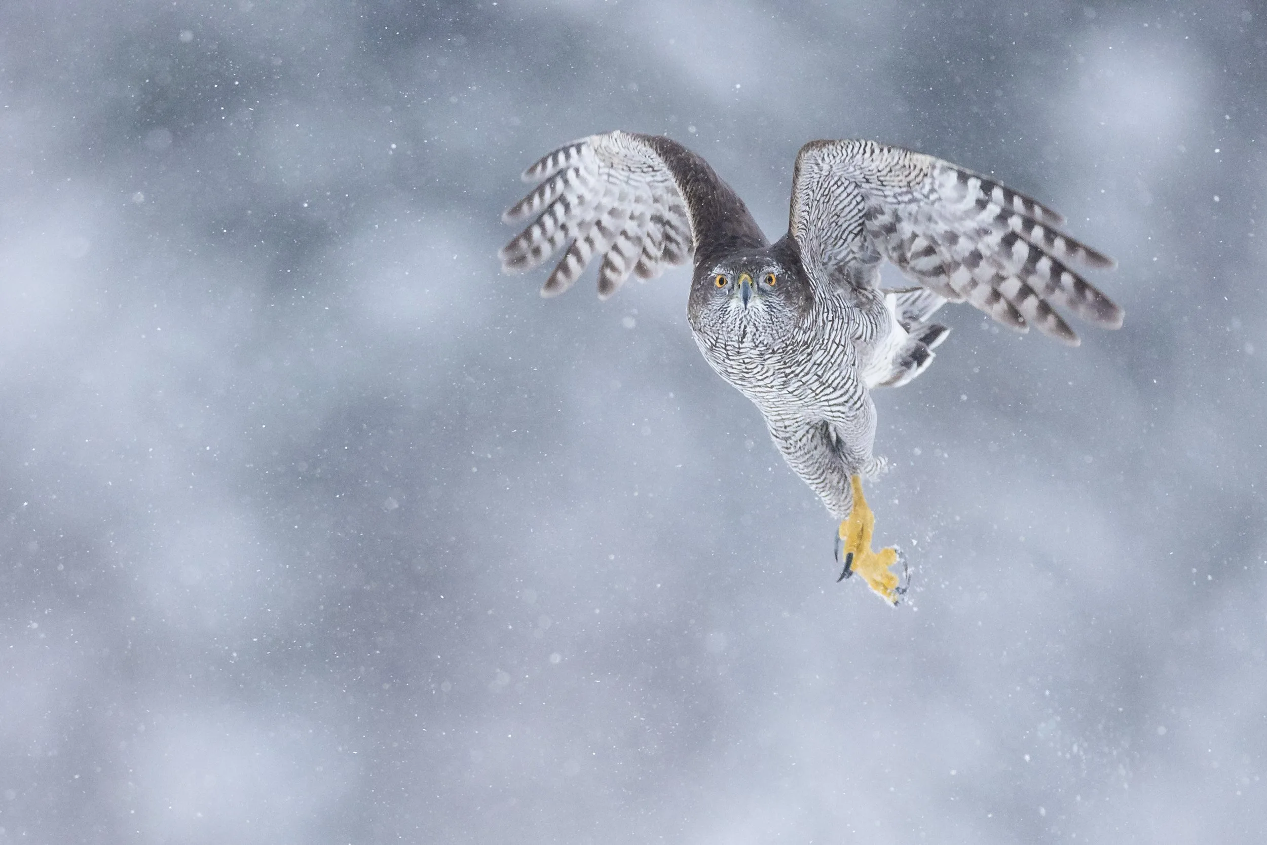 ÅKSET NATURFOTO – bilde 1