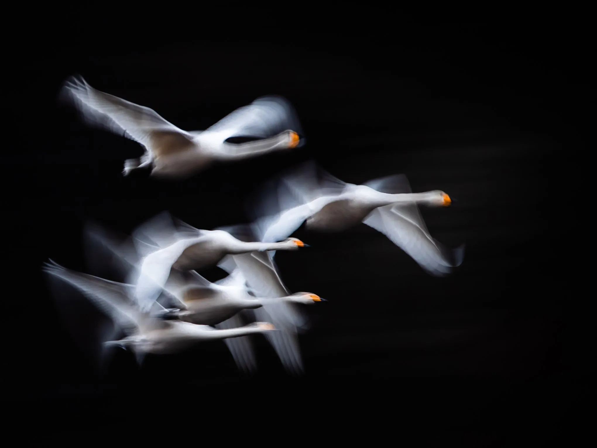 ÅKSET NATURFOTO – bilde 2