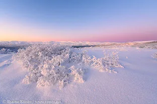 BJARNE RIESTO – bilde 1