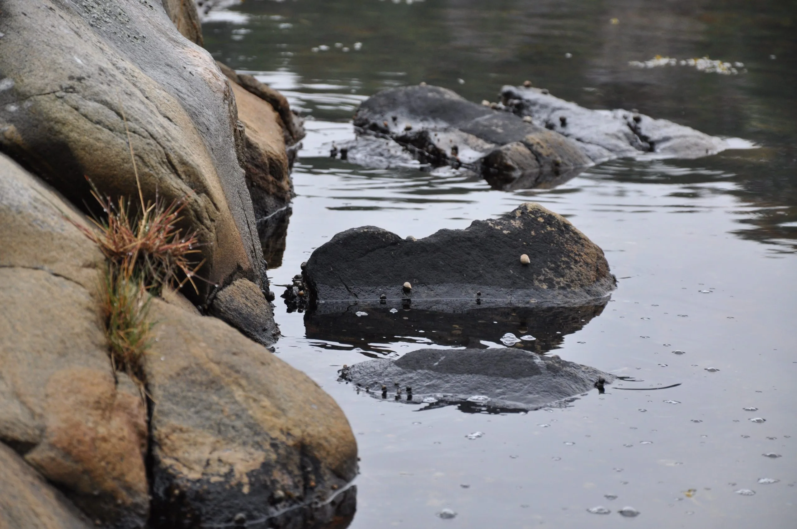 NORA ASTRUP DAHM – bilde 2