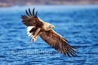 NATURFOTOGRAF GUNNAR WANGEN – bilde 2