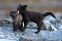 NATURFOTOGRAF GUNNAR WANGEN – bilde 5