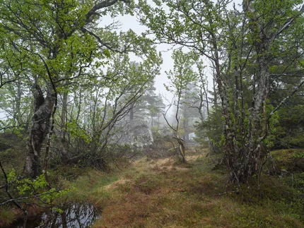 PER BERNTSEN – bilde 4