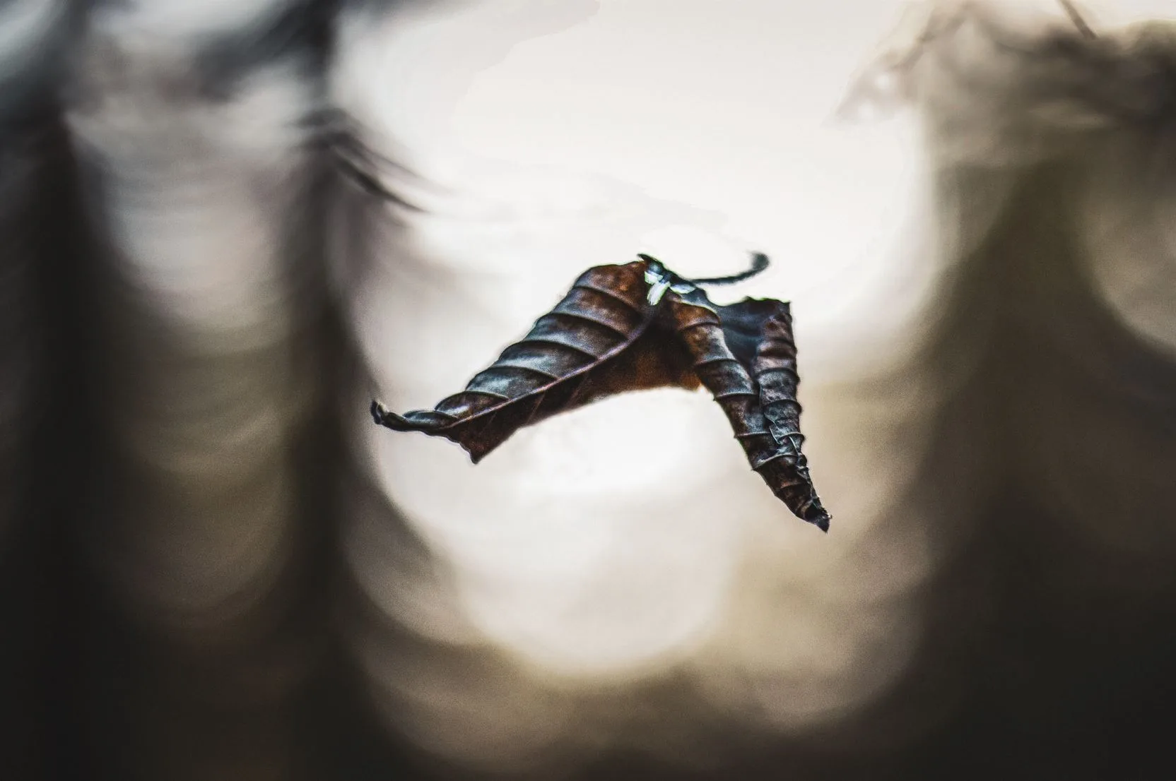 SPRO ART – bilde 3