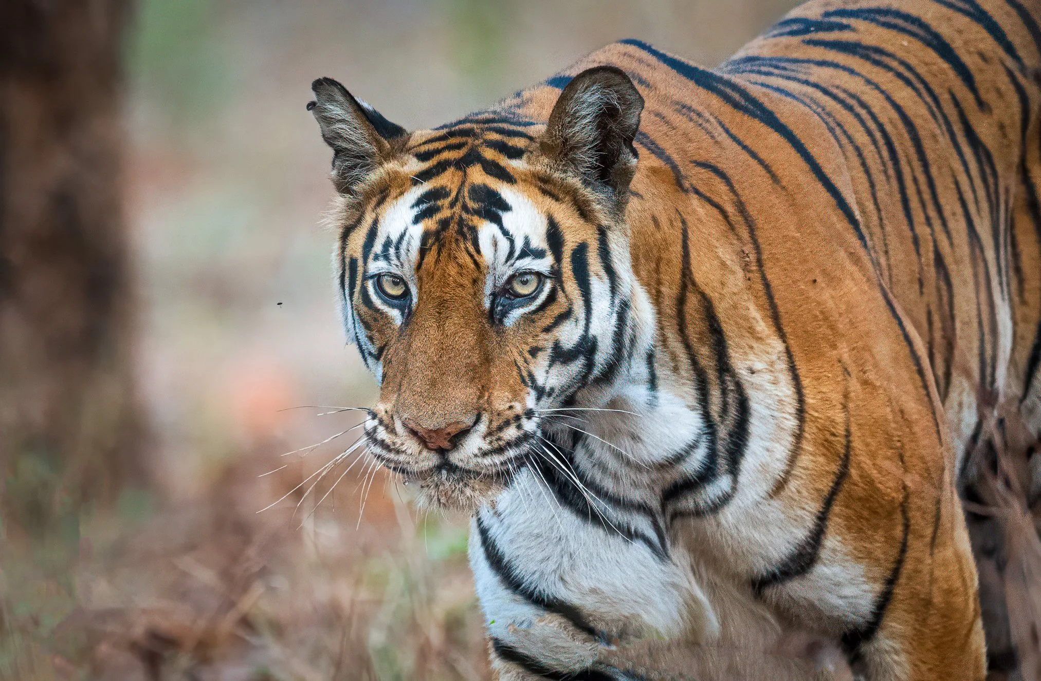 TIGER TRACKER RAJAT PAL SINGH – bilde 1