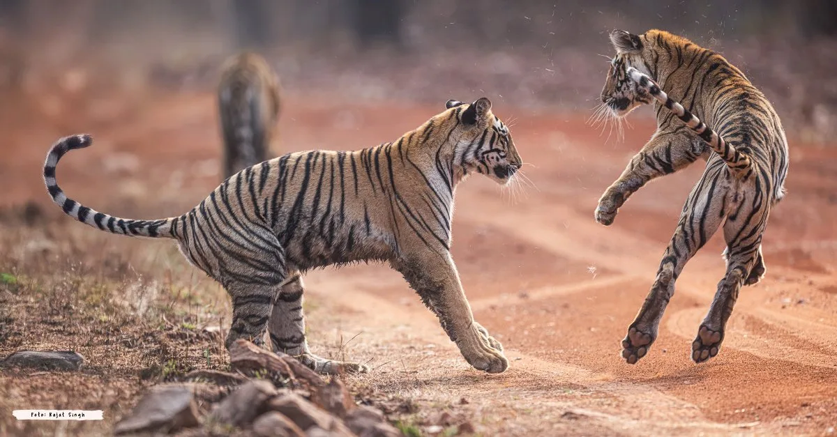 TIGER TRACKER RAJAT PAL SINGH – bilde 3