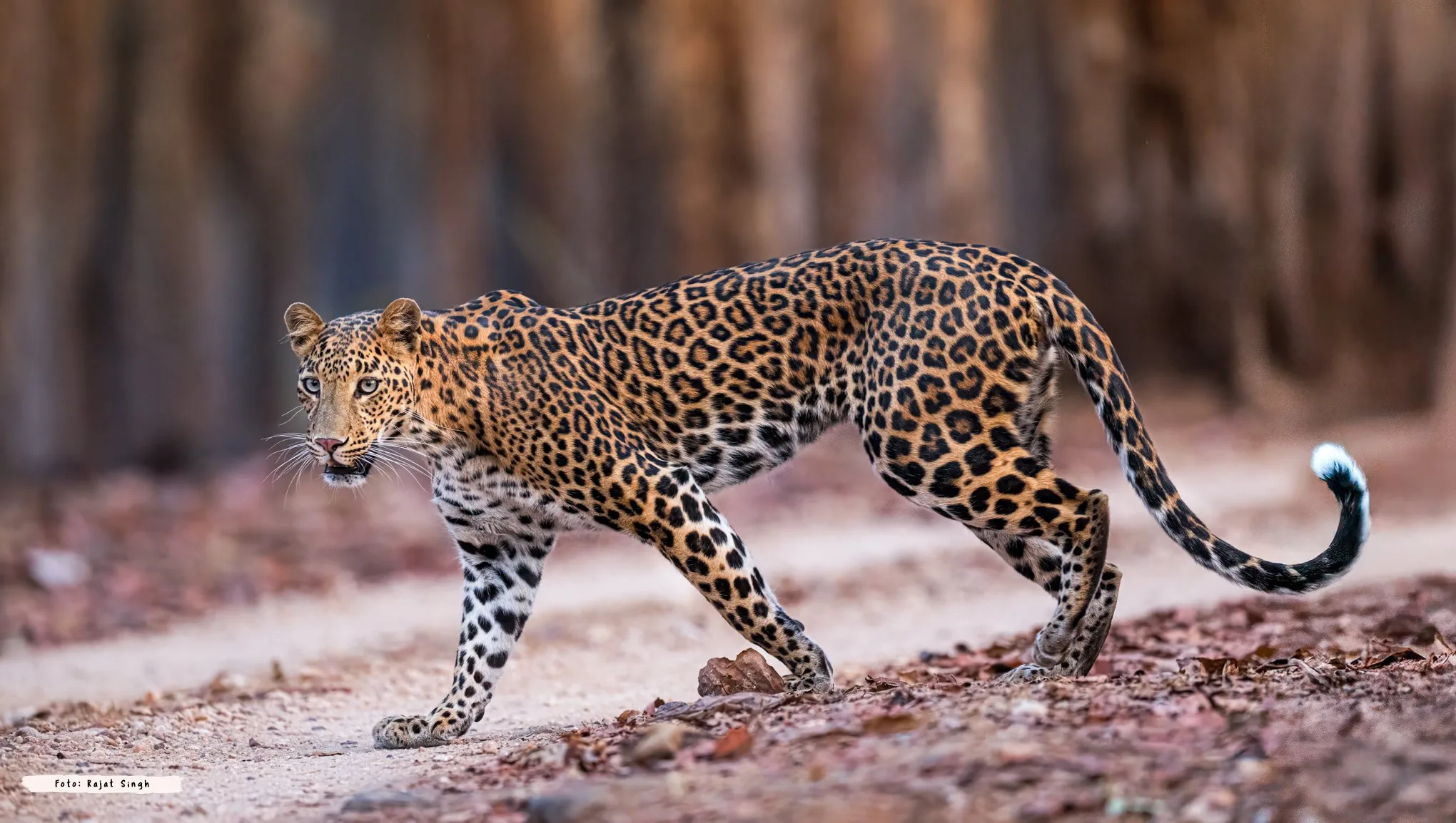 TIGER TRACKER RAJAT PAL SINGH – bilde 4