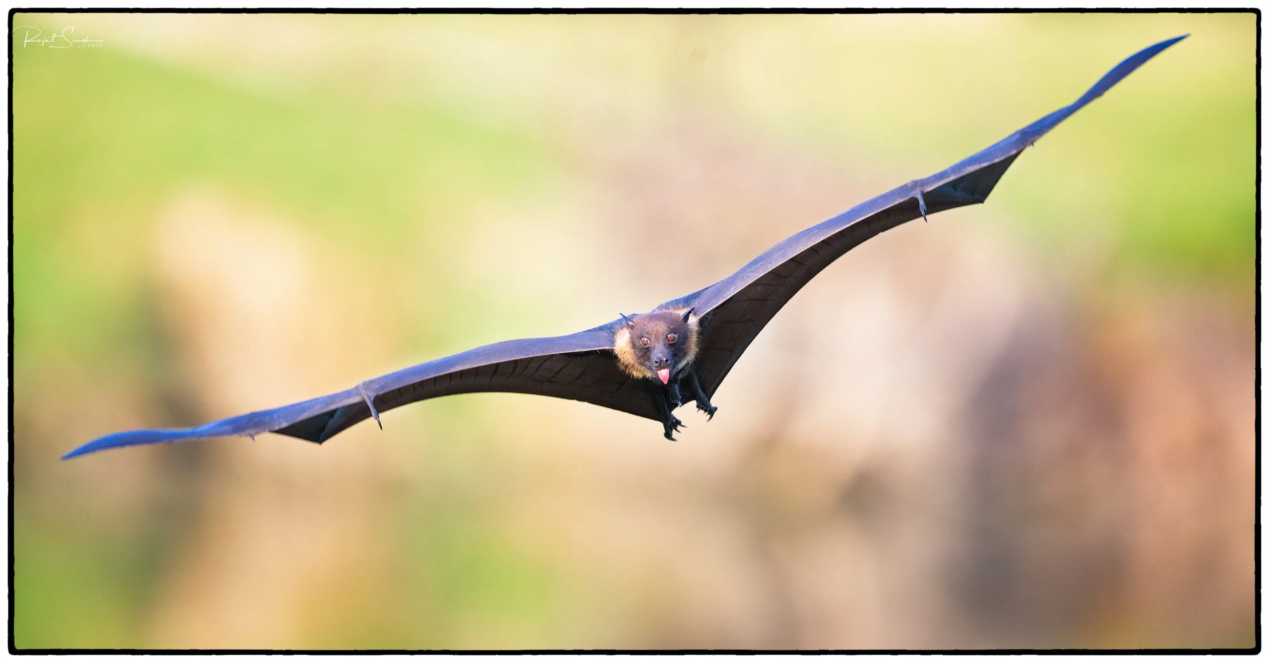 TIGER TRACKER RAJAT PAL SINGH – bilde 5