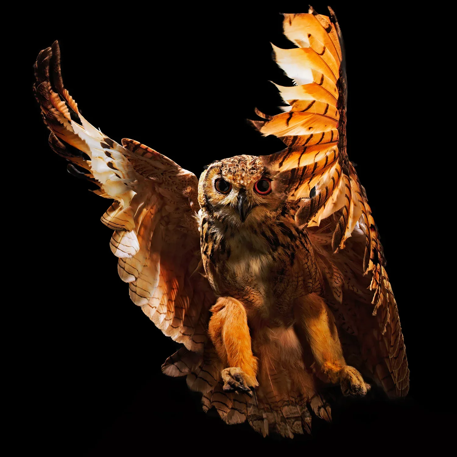 TMSTUDIOS Thomas Adriaan Morel – bilde 1