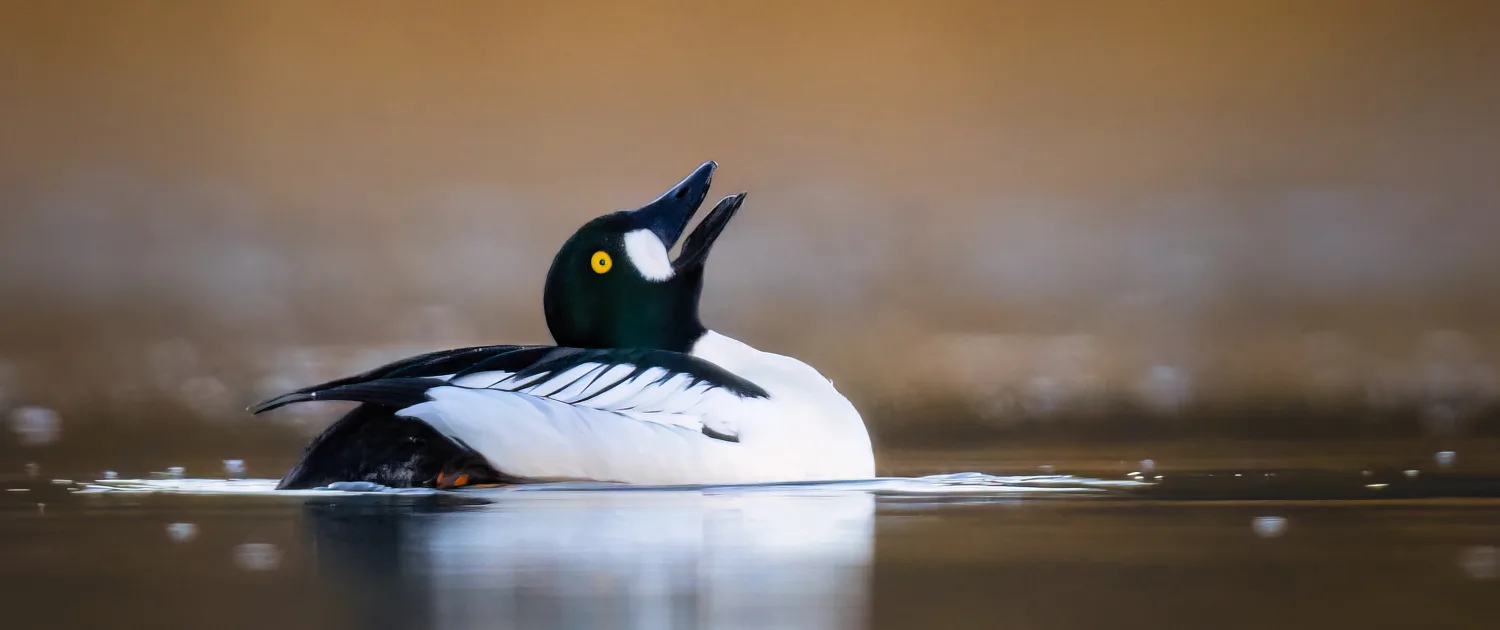 TRONDRISDAL – bilde 1