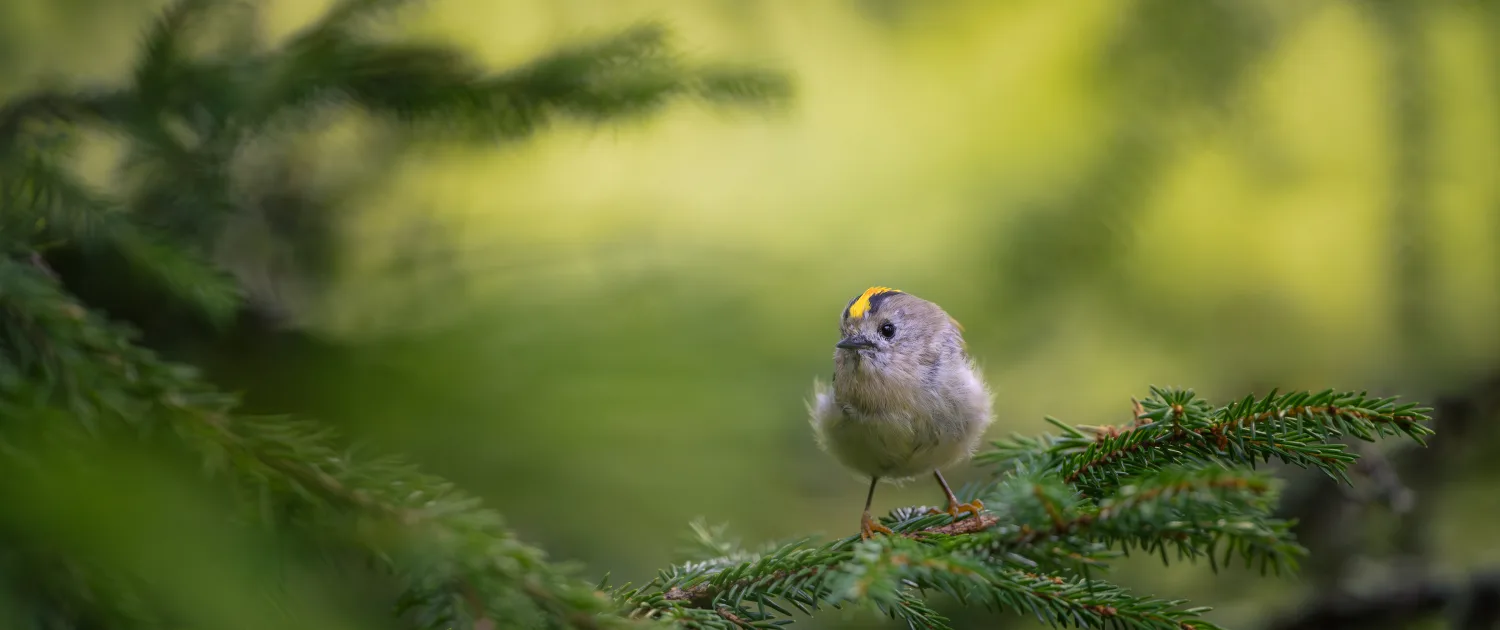 TRONDRISDAL – bilde 2