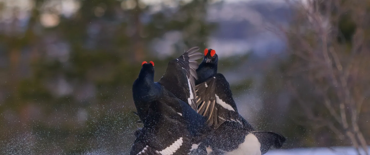 TRONDRISDAL – bilde 3