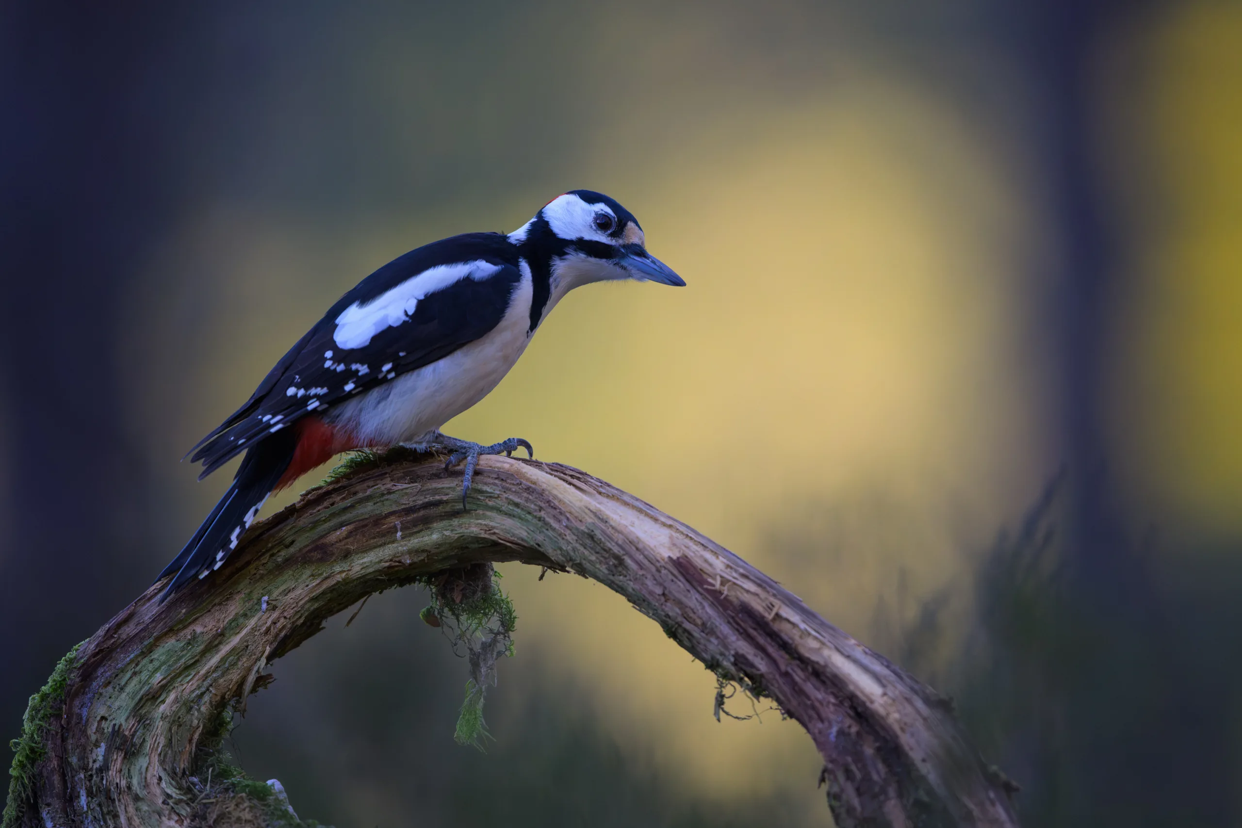 TRONDRISDAL – bilde 4