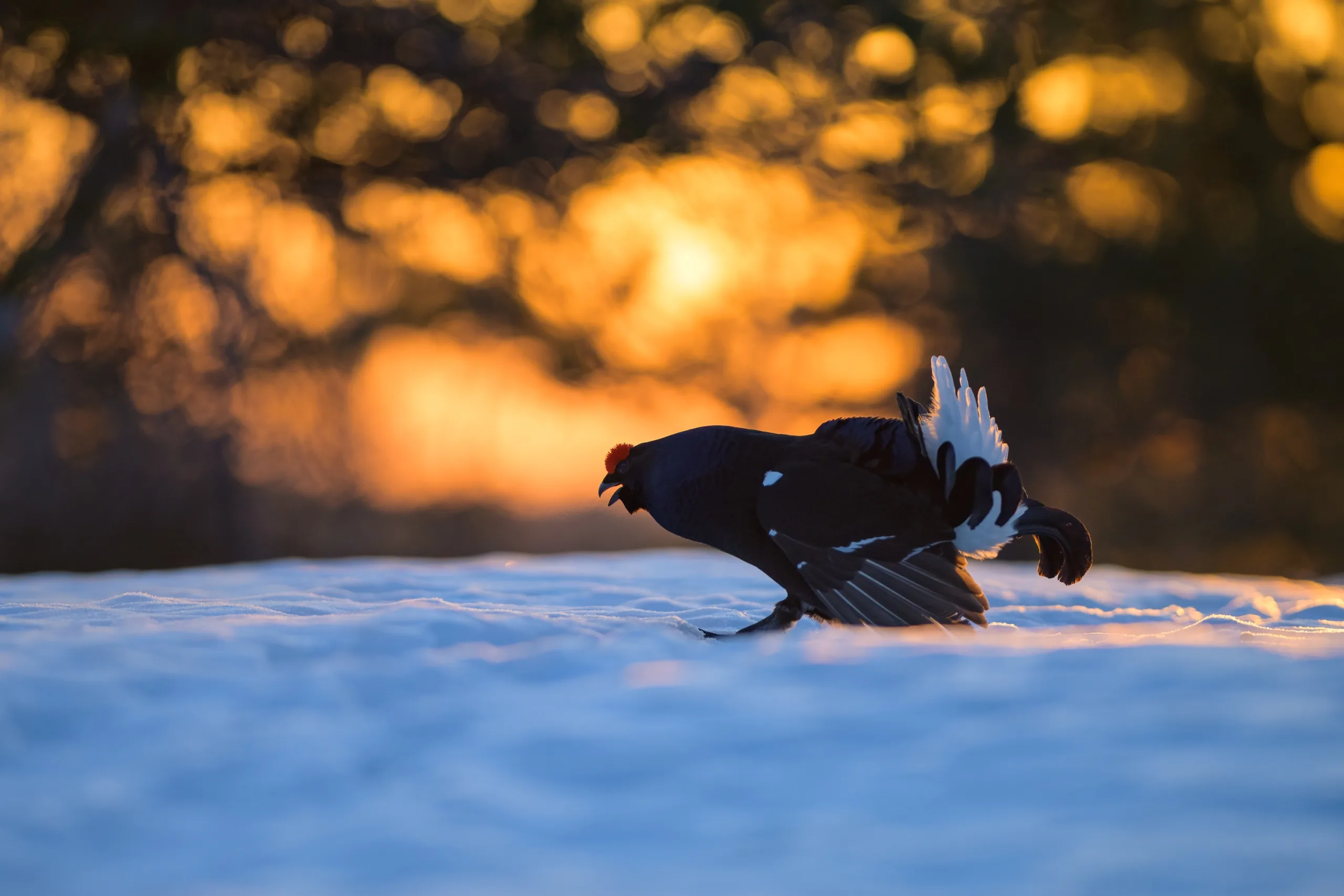 TRONDRISDAL – bilde 5