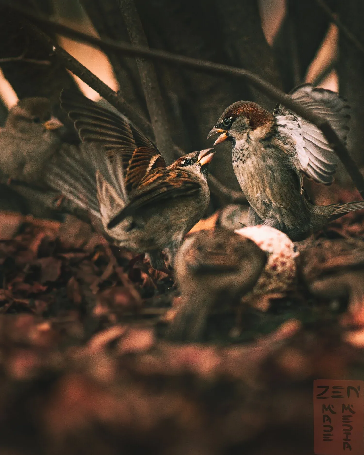 ZEN MADE MEDIA - PERSSON – bilde 2